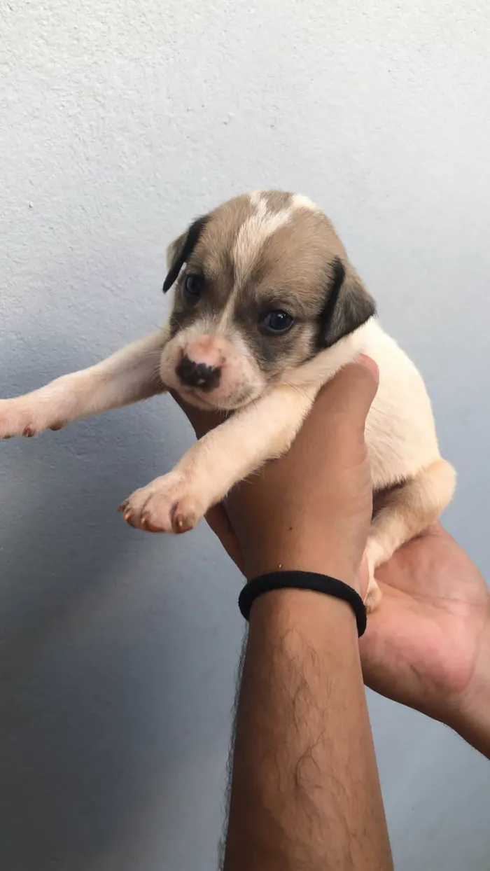 Cachorro ra a SRD idade Abaixo de 2 meses nome Sem nomes