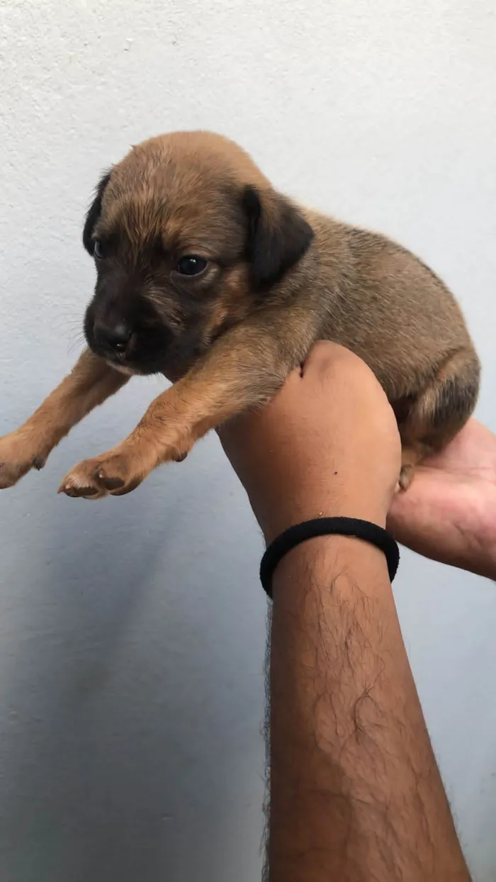 Cachorro ra a SRD idade Abaixo de 2 meses nome Sem nomes