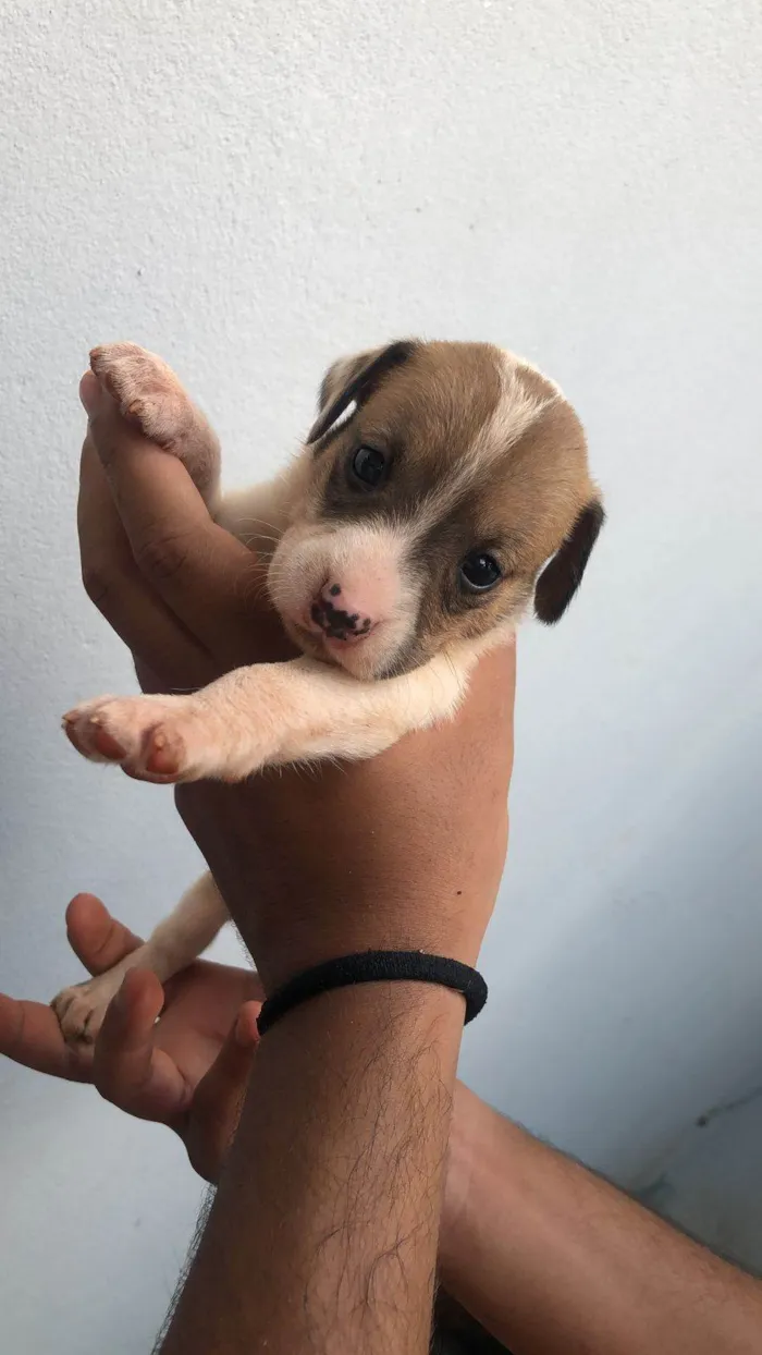 Cachorro ra a SRD idade Abaixo de 2 meses nome Sem nomes