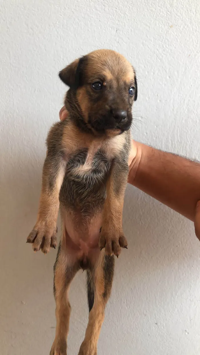 Cachorro ra a SRD idade Abaixo de 2 meses nome Sem nomes