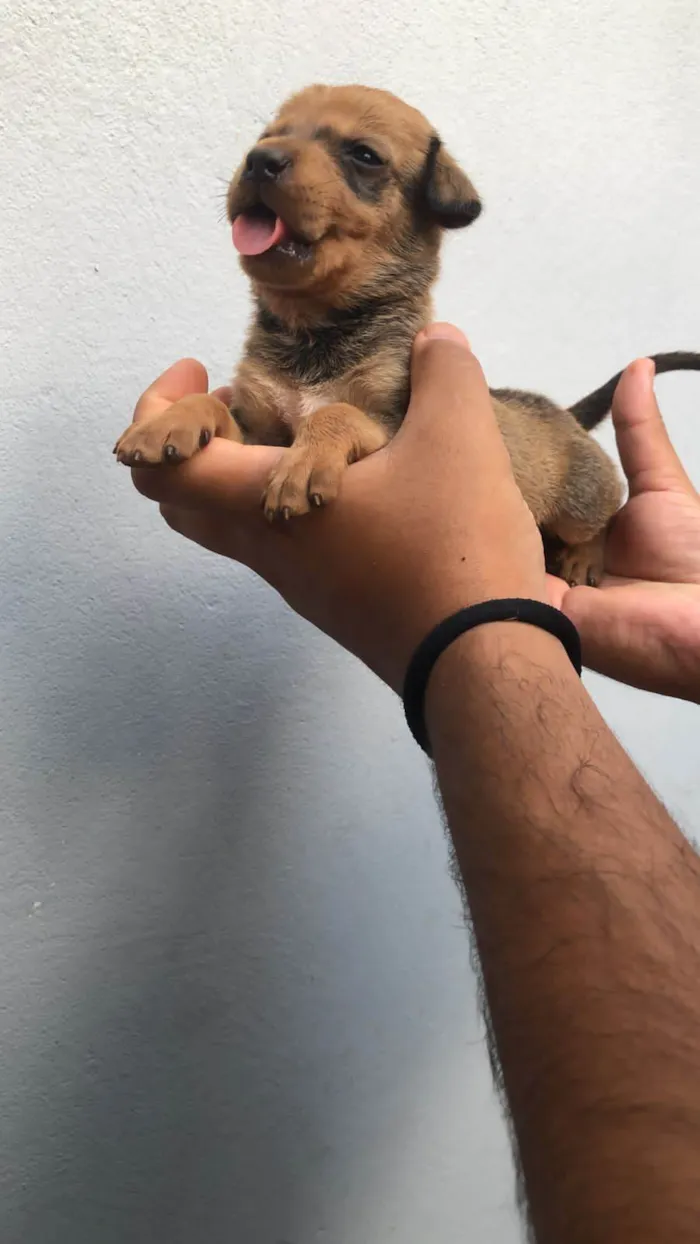 Cachorro ra a SRD idade Abaixo de 2 meses nome Sem nomes