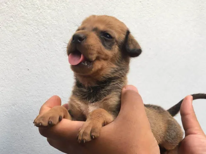 Cachorro ra a SRD idade Abaixo de 2 meses nome Sem nomes