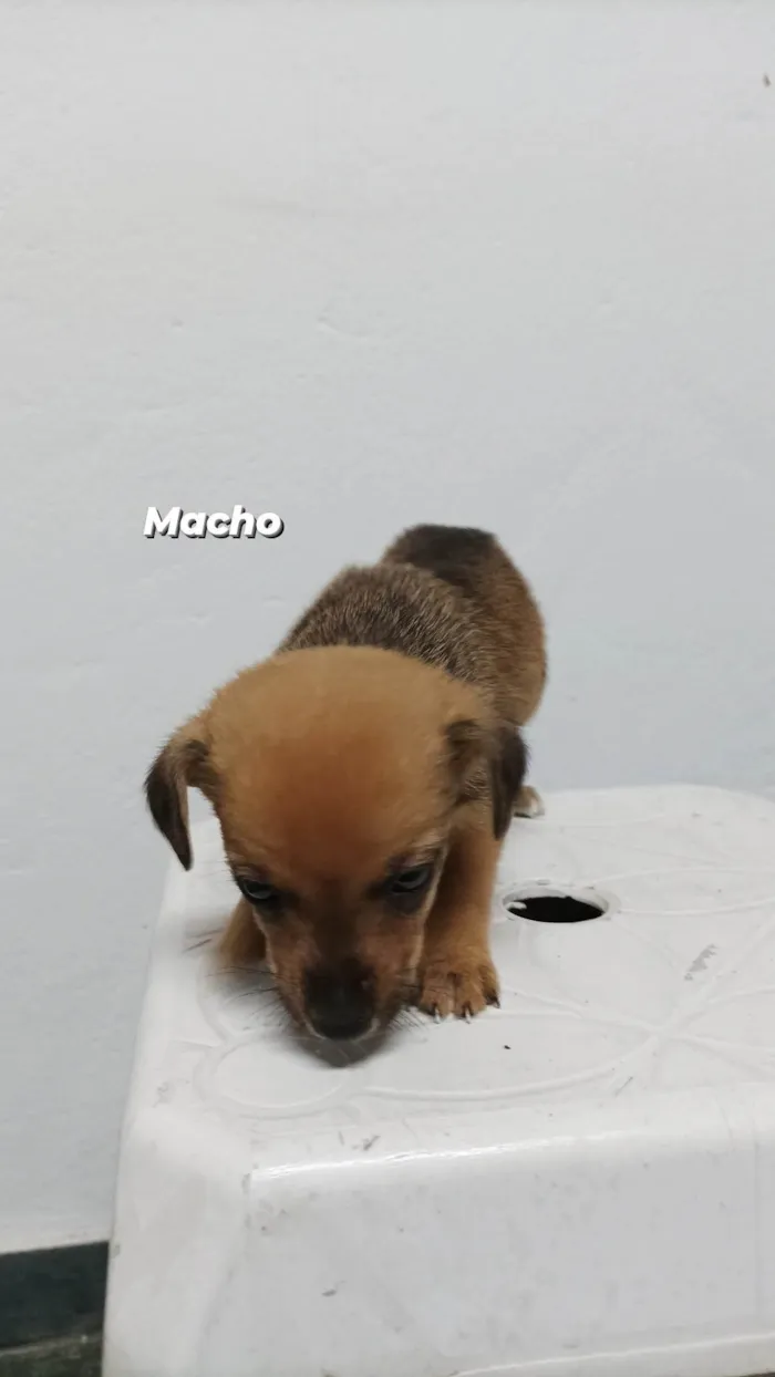 Cachorro ra a SRD-ViraLata idade Abaixo de 2 meses nome Sem nome 