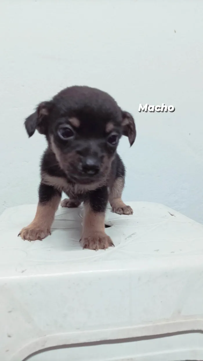 Cachorro ra a SRD-ViraLata idade Abaixo de 2 meses nome Sem nome 