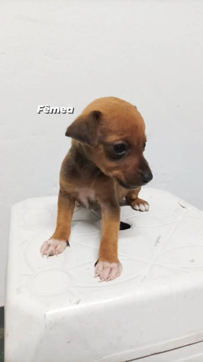 Cachorro ra a SRD-ViraLata idade Abaixo de 2 meses nome Sem nome 