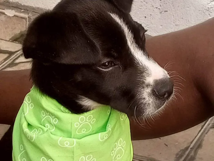 Cachorro ra a Pit-Bull com viralata  idade 2 a 6 meses nome Bacon 