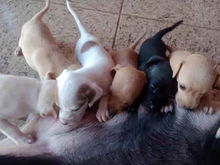 Cachorro ra a ViraLata idade Abaixo de 2 meses nome Filhotes sem nome 