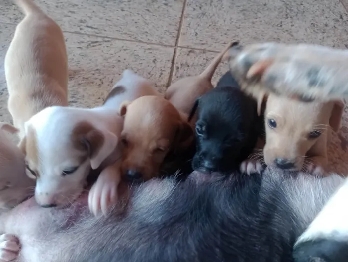 Cachorro ra a ViraLata idade Abaixo de 2 meses nome Filhotes sem nome 