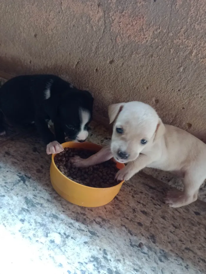 Cachorro ra a ViraLata idade Abaixo de 2 meses nome Filhotes sem nome 