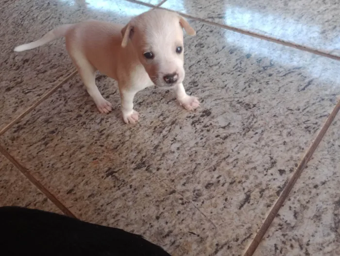 Cachorro ra a ViraLata idade Abaixo de 2 meses nome Filhotes sem nome 