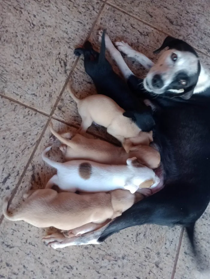 Cachorro ra a ViraLata idade Abaixo de 2 meses nome Filhotes sem nome 