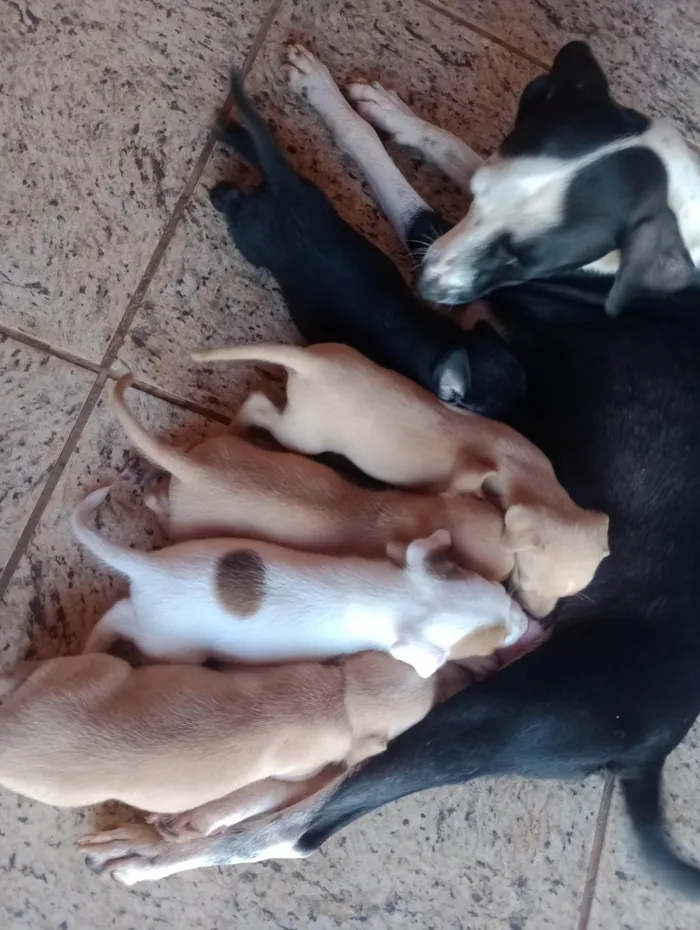 Cachorro ra a ViraLata idade Abaixo de 2 meses nome Filhotes sem nome 