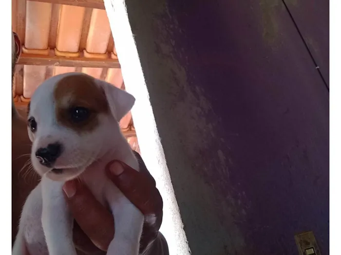 Cachorro ra a ViraLata idade Abaixo de 2 meses nome Filhotes sem nome 