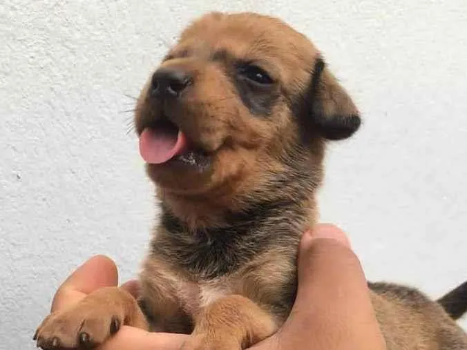 Cachorro ra a SRD idade Abaixo de 2 meses nome Sem nomes