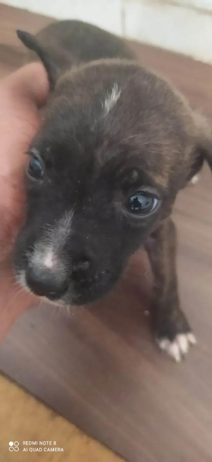 Cachorro ra a Desconhecida idade 2 a 6 meses nome Não tem nome 