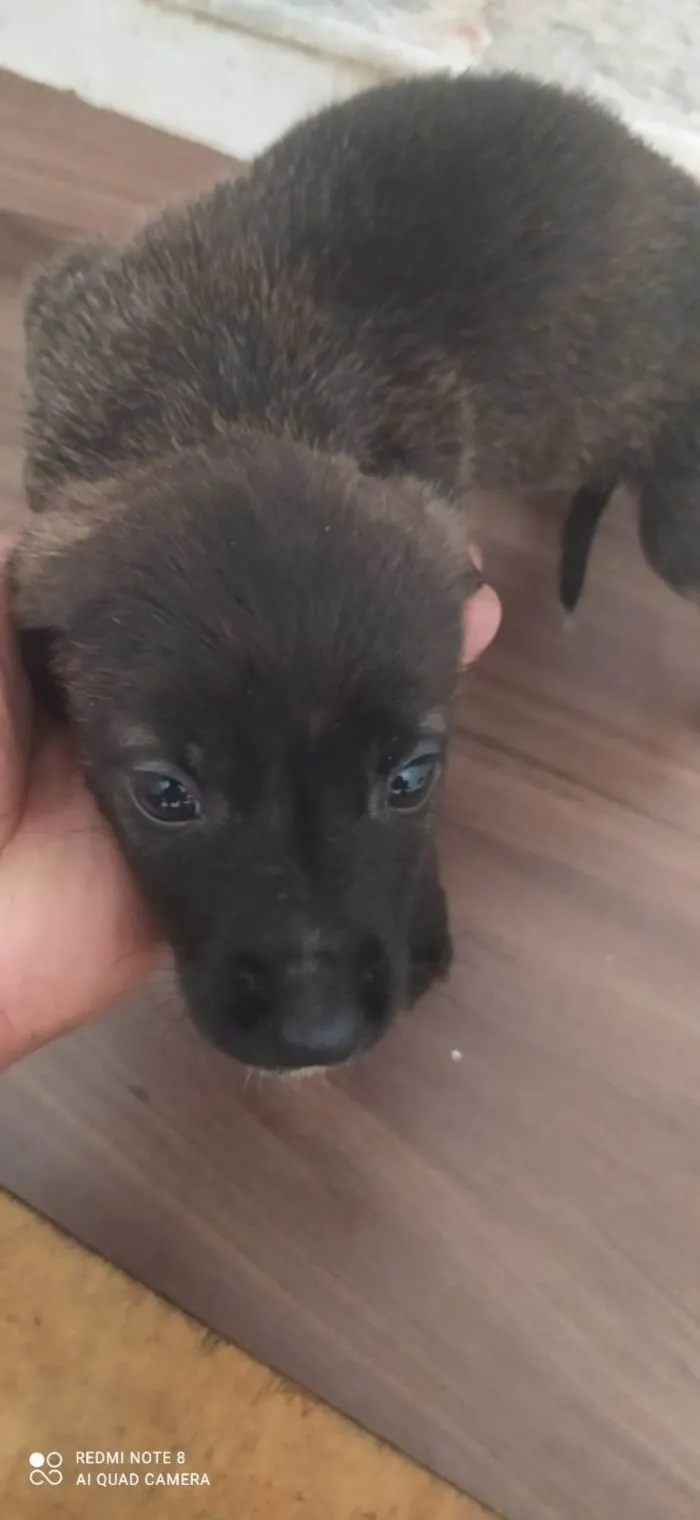 Cachorro ra a Desconhecida idade 2 a 6 meses nome Não tem nome 