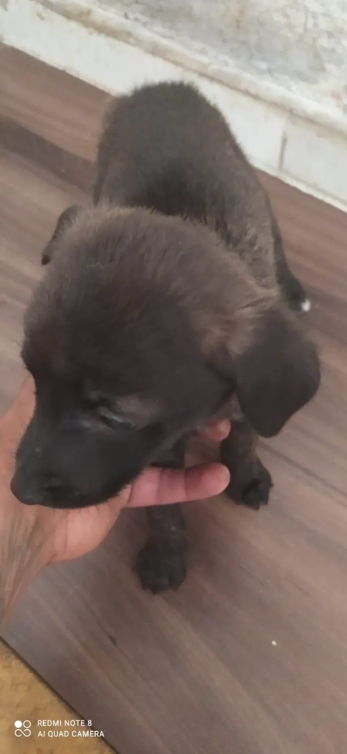 Cachorro ra a Desconhecida idade 2 a 6 meses nome Não tem nome 