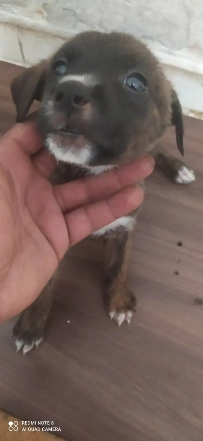 Cachorro ra a Desconhecida idade 2 a 6 meses nome Não tem nome 