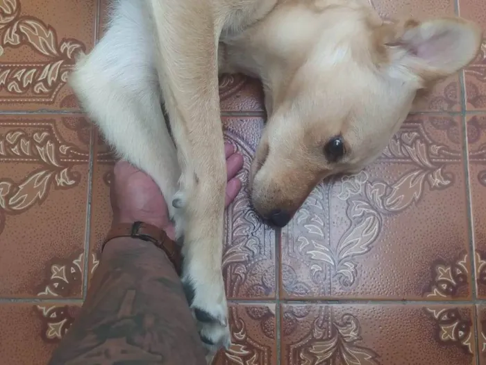 Cachorro ra a Desconhecida idade 2 a 6 meses nome Não tem nome 