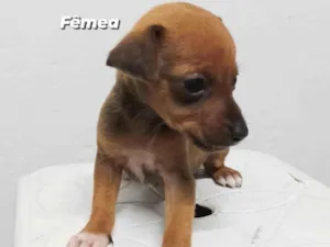 Cachorro raça SRD-ViraLata idade Abaixo de 2 meses nome Sem nome 