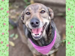 Cachorro raça SRD-ViraLata idade 5 anos nome Valsa