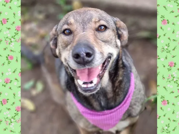 Cachorro ra a SRD-ViraLata idade 5 anos nome Valsa