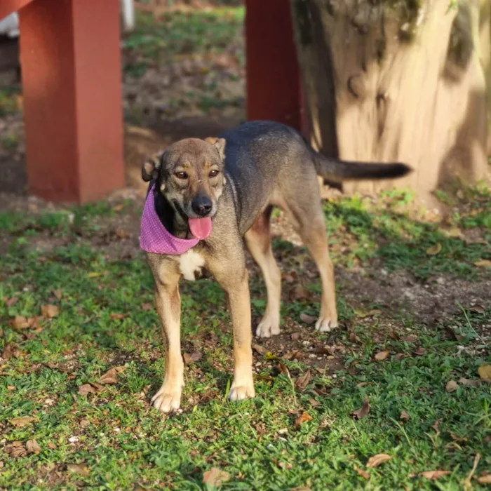 Cachorro ra a SRD-ViraLata idade 5 anos nome Valsa