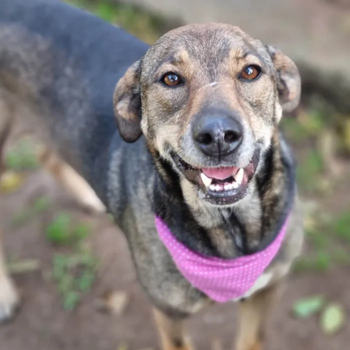 Cachorro ra a SRD-ViraLata idade 5 anos nome Valsa