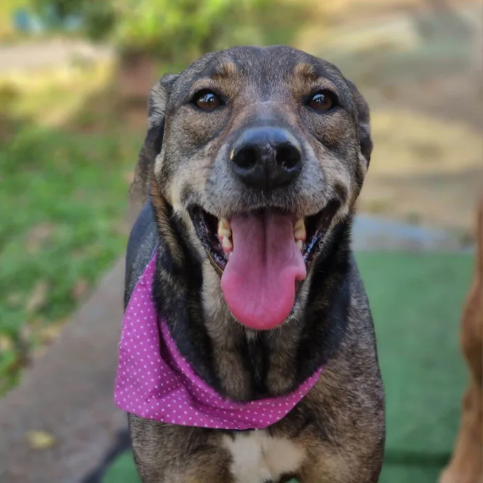 Cachorro ra a SRD-ViraLata idade 5 anos nome Valsa