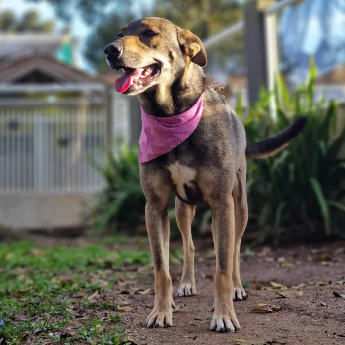 Cachorro ra a SRD-ViraLata idade 5 anos nome Valsa