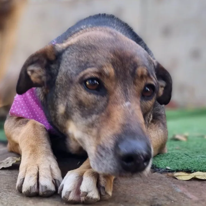 Cachorro ra a SRD-ViraLata idade 5 anos nome Valsa