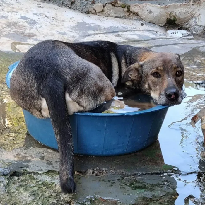 Cachorro ra a SRD-ViraLata idade 5 anos nome Valsa
