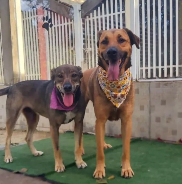 Cachorro ra a SRD-ViraLata idade 5 anos nome Valsa