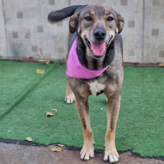 Cachorro ra a SRD-ViraLata idade 5 anos nome Valsa