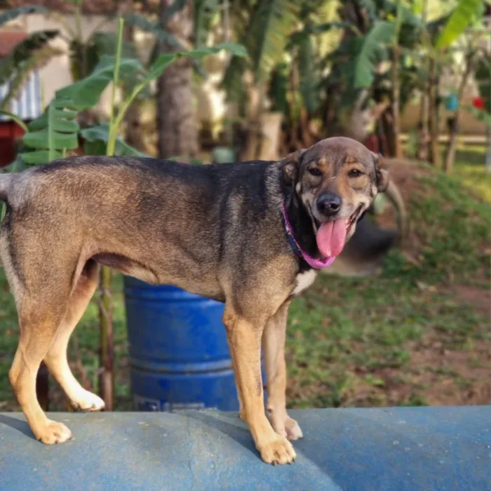 Cachorro ra a SRD-ViraLata idade 5 anos nome Valsa