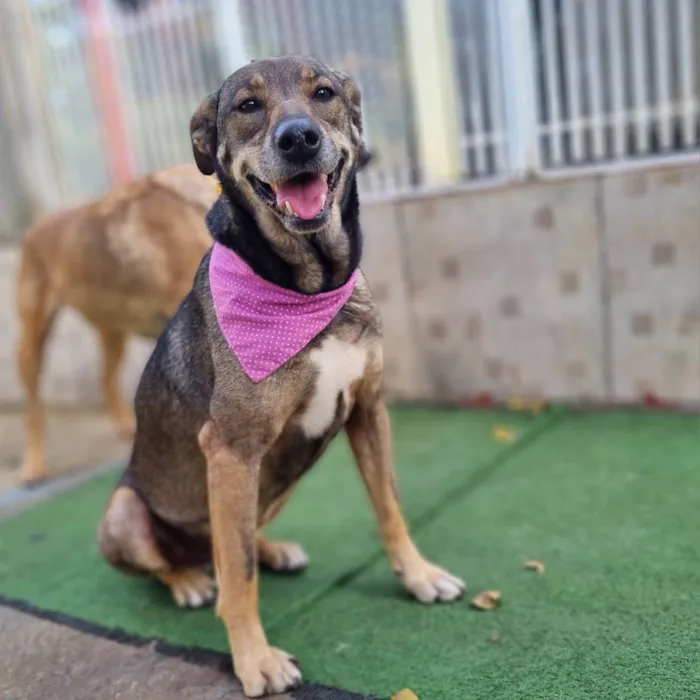 Cachorro ra a SRD-ViraLata idade 5 anos nome Valsa