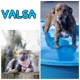 Valsa