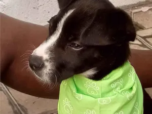 Cachorro raça Pit-Bull com viralata  idade 2 a 6 meses nome Bacon 