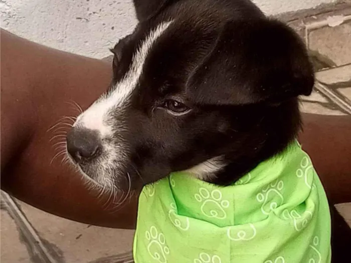 Cachorro ra a Pit-Bull com viralata  idade 2 a 6 meses nome Bacon 