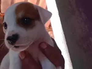 Cachorro raça ViraLata idade Abaixo de 2 meses nome Filhotes sem nome 