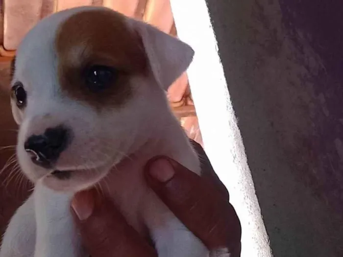 Cachorro ra a ViraLata idade Abaixo de 2 meses nome Filhotes sem nome 