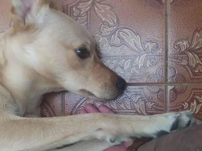 Cachorro ra a Desconhecida idade 2 a 6 meses nome Não tem nome 