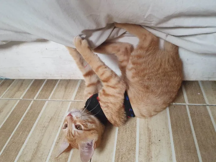 Gato ra a Srd idade 2 a 6 meses nome Max