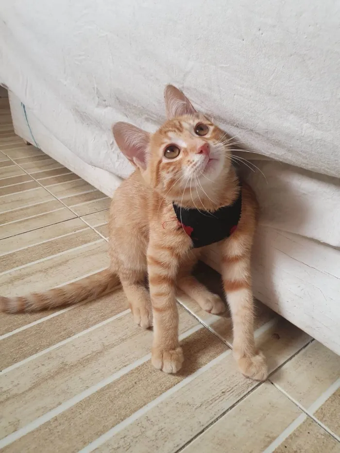 Gato ra a Srd idade 2 a 6 meses nome Max