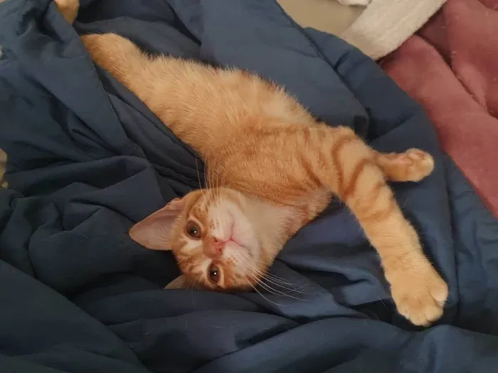 Gato ra a Srd idade 2 a 6 meses nome Max
