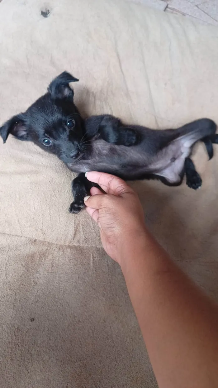 Cachorro ra a SRD-ViraLata idade  nome Sem nome 