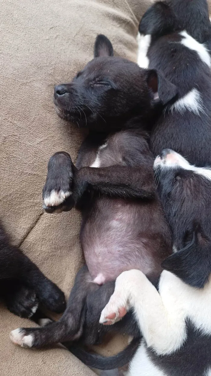 Cachorro ra a SRD-ViraLata idade Abaixo de 2 meses nome Sem nome 