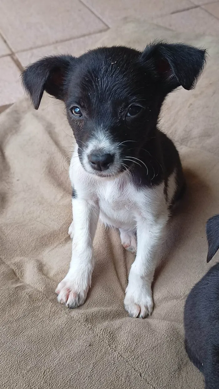 Cachorro ra a SRD-ViraLata idade Abaixo de 2 meses nome Sem Nome 