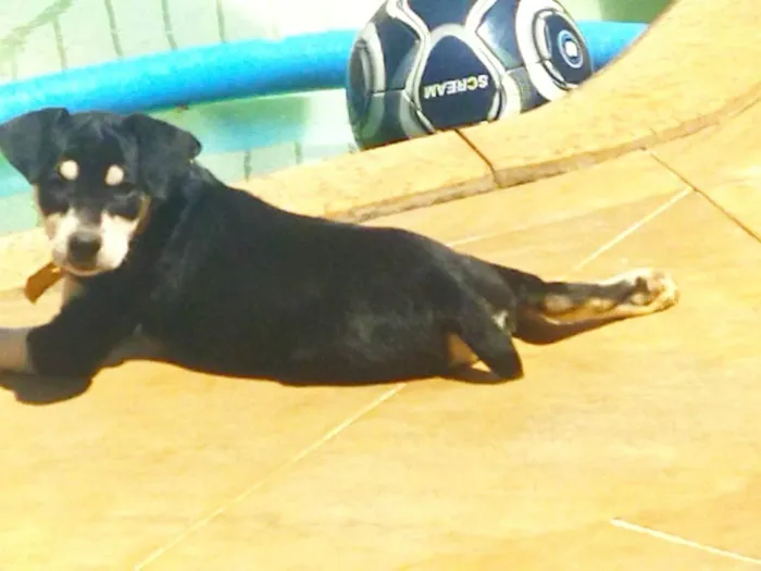 Cachorro ra a SRD-ViraLata idade 2 a 6 meses nome Sem nome