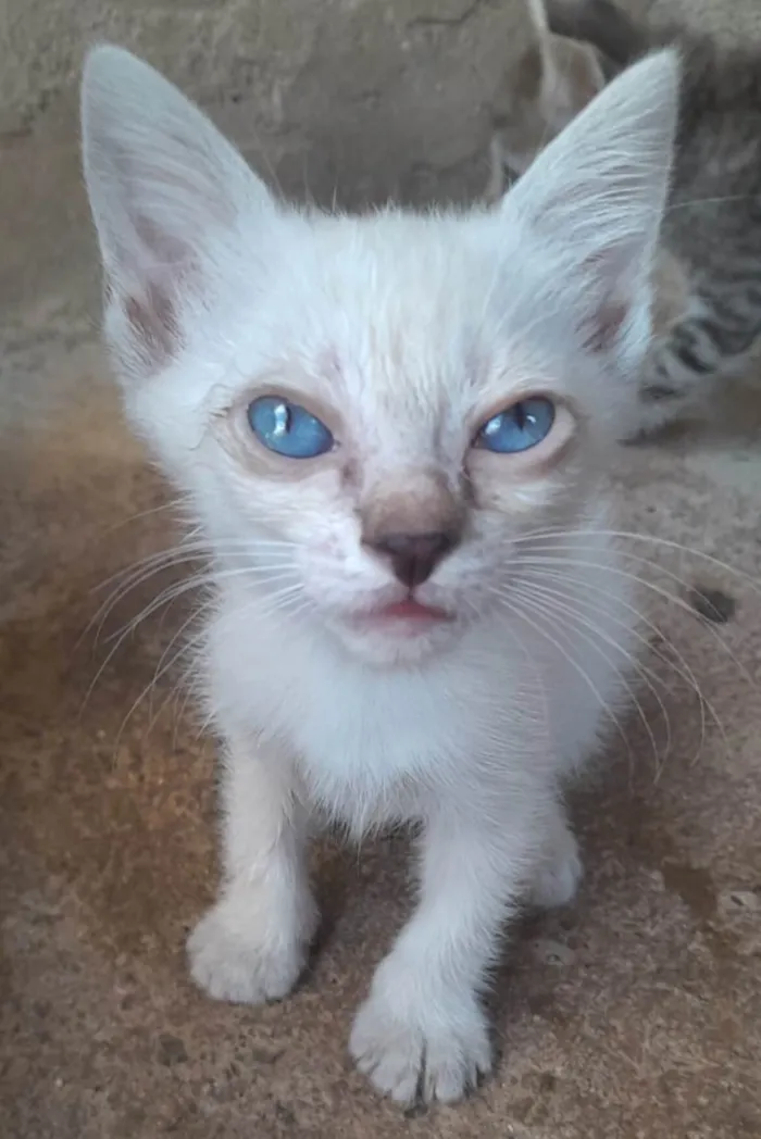 Gato ra a Mestico  idade 2 a 6 meses nome Teo 